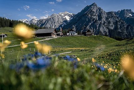 walderalm-blumen-naturpark-alm_